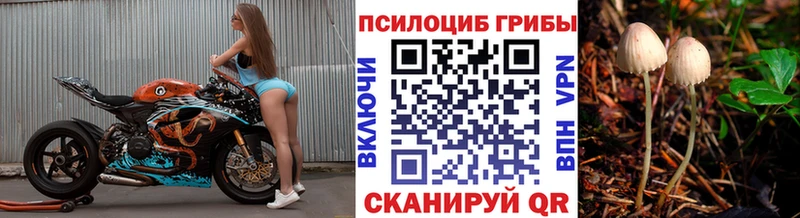 Псилоцибиновые грибы Psilocybe  Чехов 